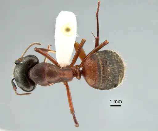 Camponotus chromaiodes - CASENT0221022