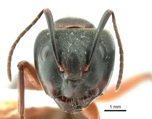 Camponotus chromaiodes - CASENT0221022