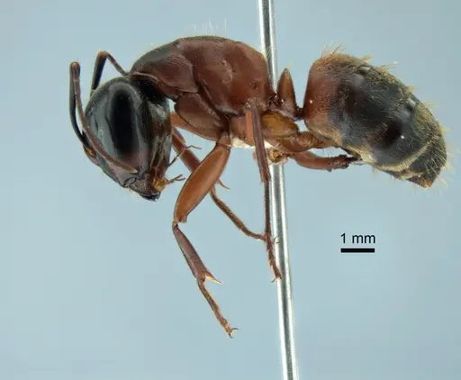 Camponotus chromaiodes - CASENT0221022