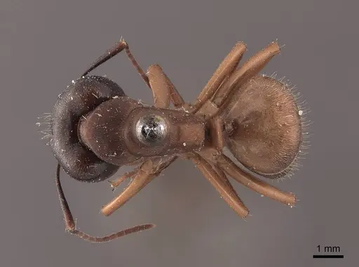 Camponotus chromaiodes - FMNHINS0000045774