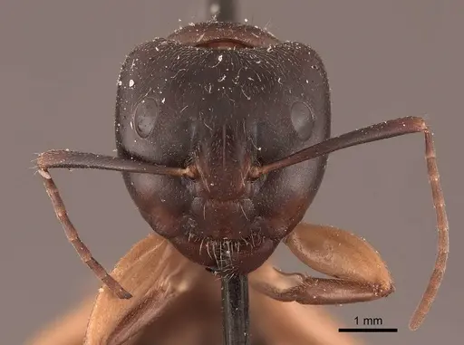 Camponotus chromaiodes - FMNHINS0000045774