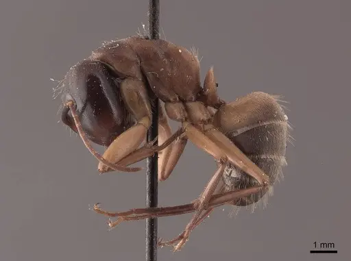 Camponotus chromaiodes - FMNHINS0000045774