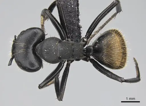 Camponotus chrysurus specimen