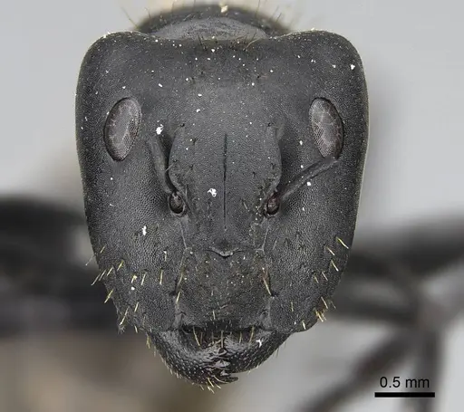 Camponotus chrysurus specimen