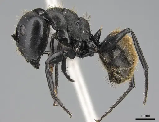Camponotus chrysurus specimen