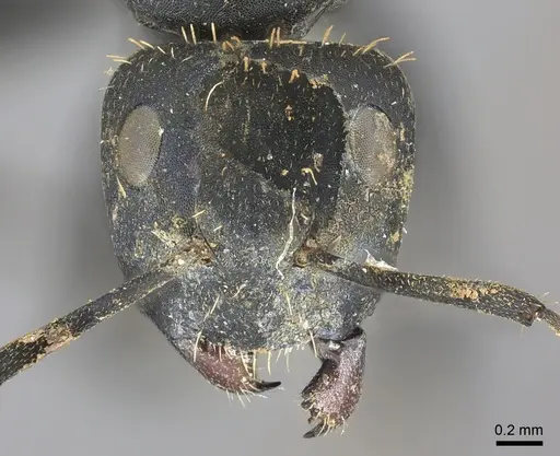 Camponotus chrysurus - CASENT0235412