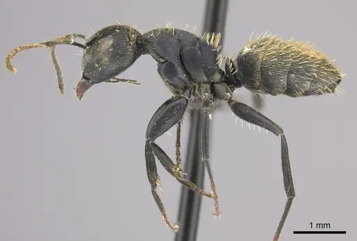 Camponotus chrysurus - CASENT0235412