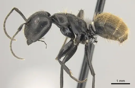 Camponotus chrysurus - CASENT0235417