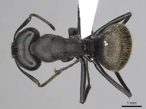 Camponotus chrysurus - CASENT0316939