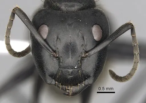 Camponotus chrysurus - CASENT0316939