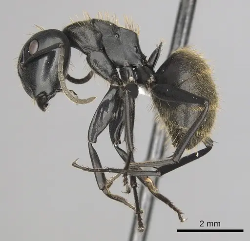 Camponotus chrysurus - CASENT0316939