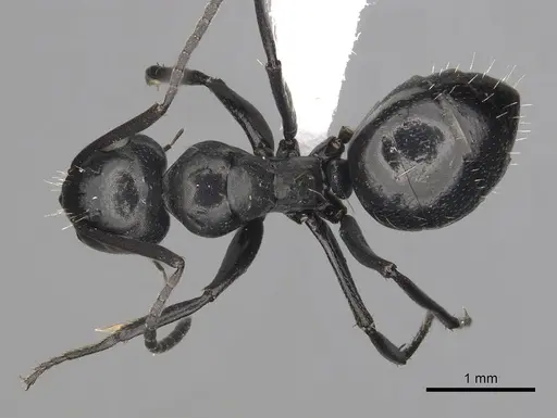 Camponotus chrysurus - CASENT0316940