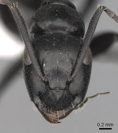 Camponotus chrysurus - CASENT0316940
