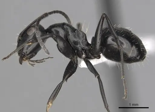 Camponotus chrysurus - CASENT0316940