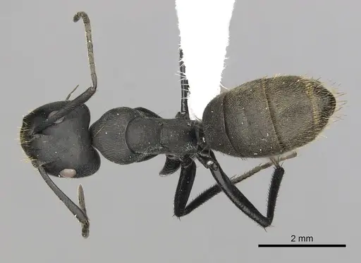 Camponotus chrysurus - CASENT0408436