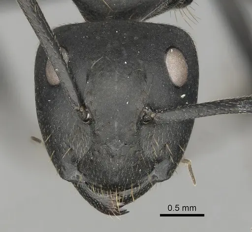 Camponotus chrysurus - CASENT0408436