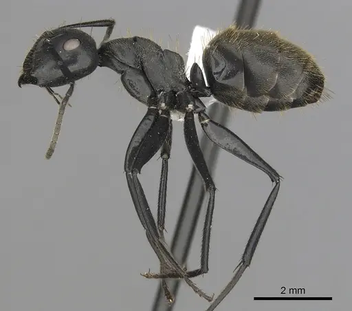 Camponotus chrysurus - CASENT0408436