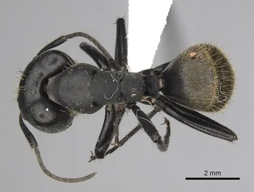 Camponotus chrysurus - CASENT0415769