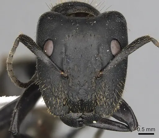 Camponotus chrysurus - CASENT0415769