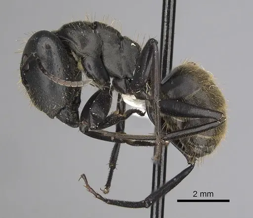 Camponotus chrysurus - CASENT0415769