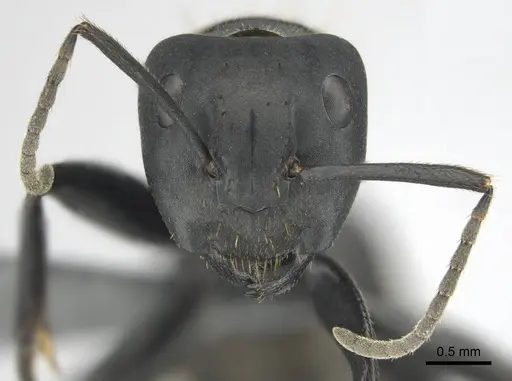 Camponotus chrysurus - CASENT0814678