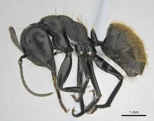 Camponotus chrysurus - CASENT0814678