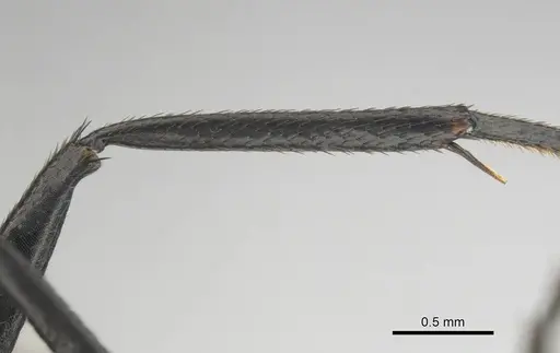 Camponotus chrysurus - CASENT0814678