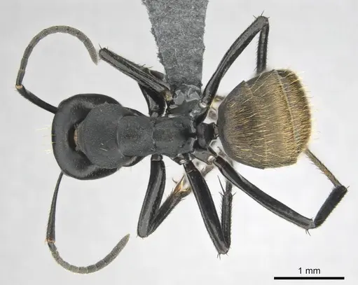 Camponotus chrysurus - CASENT0814679