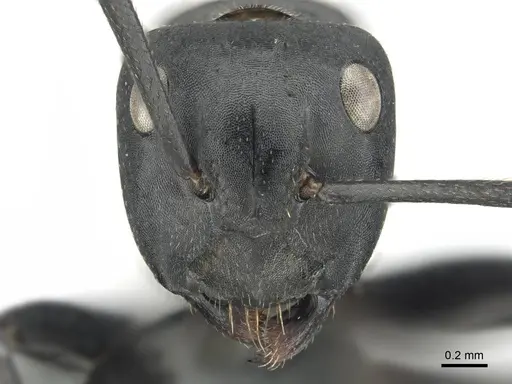 Camponotus chrysurus - CASENT0814679