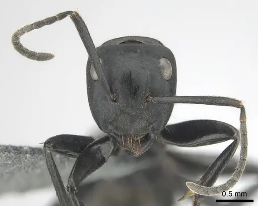 Camponotus chrysurus - CASENT0814679