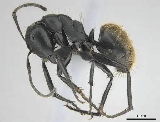 Camponotus chrysurus - CASENT0814679