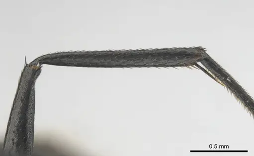 Camponotus chrysurus - CASENT0814679