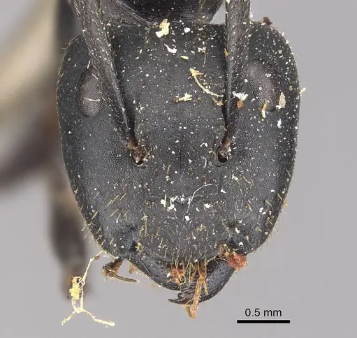 Camponotus chrysurus - CASENT0905421