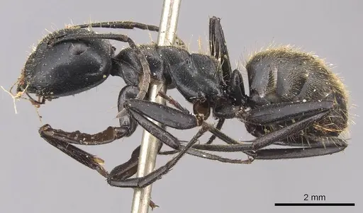 Camponotus chrysurus - CASENT0905421