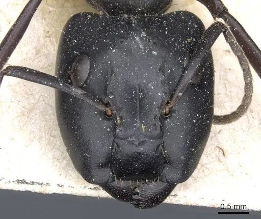 Camponotus chrysurus - CASENT0905446