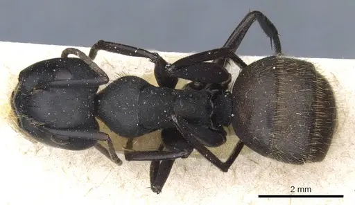 Camponotus chrysurus - CASENT0905447