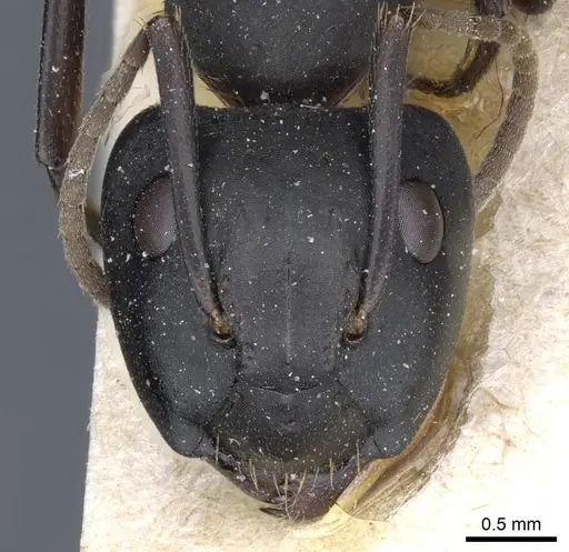 Camponotus chrysurus - CASENT0905447