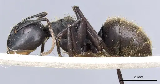 Camponotus chrysurus - CASENT0905447