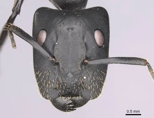 Camponotus chrysurus - CASENT0906863