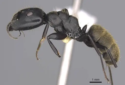 Camponotus chrysurus - CASENT0906863