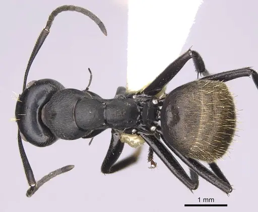 Camponotus chrysurus - CASENT0906864