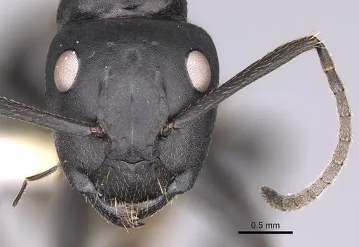 Camponotus chrysurus - CASENT0906864