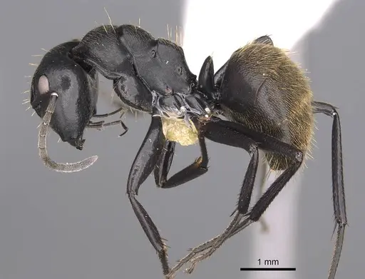 Camponotus chrysurus - CASENT0906864