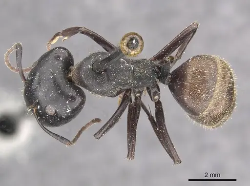 Camponotus chrysurus - CASENT0910458