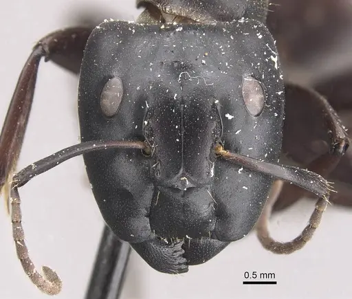 Camponotus chrysurus - CASENT0910458