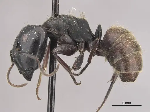 Camponotus chrysurus - CASENT0910458