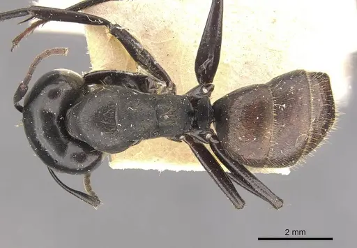 Camponotus chrysurus - CASENT0910459
