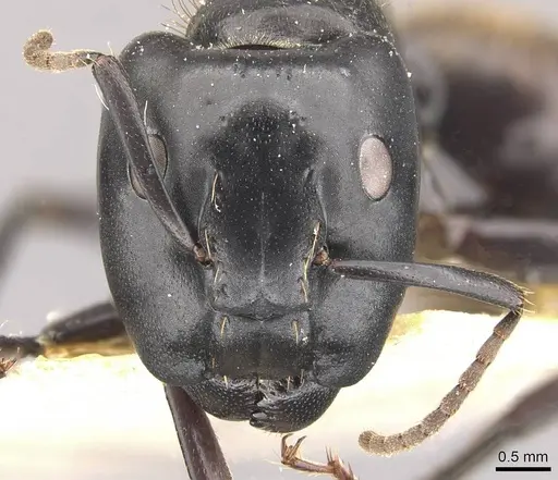 Camponotus chrysurus - CASENT0910459