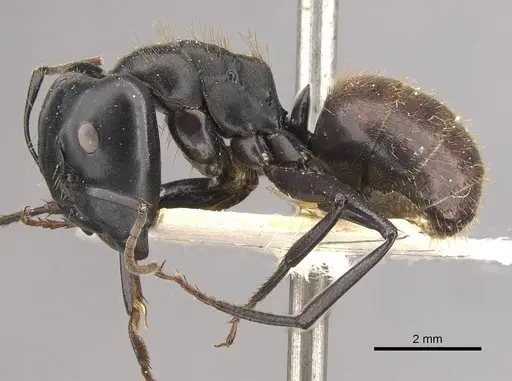 Camponotus chrysurus - CASENT0910459