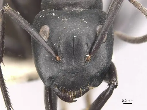Camponotus chrysurus - CASENT0910460